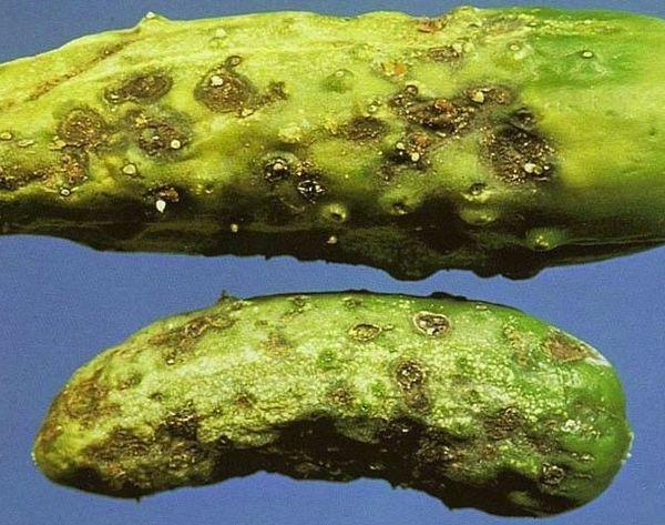 Cladosporiose des concombres