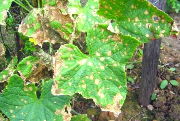 Brûlure bactérienne des concombres