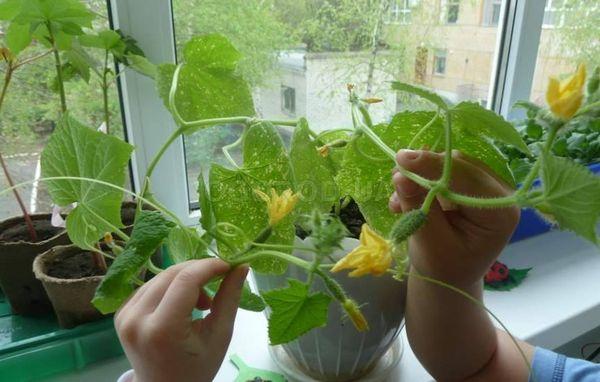 Concombres sur le rebord de la fenêtre