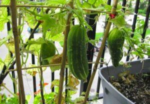 Causes des maladies du concombre sur le balcon et méthodes efficaces de leur traitement