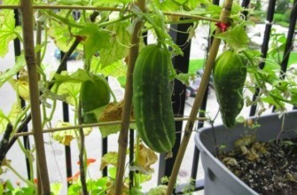 แตงกวาระเบียง