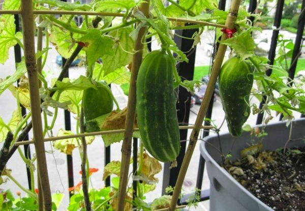 Concombres de balcon