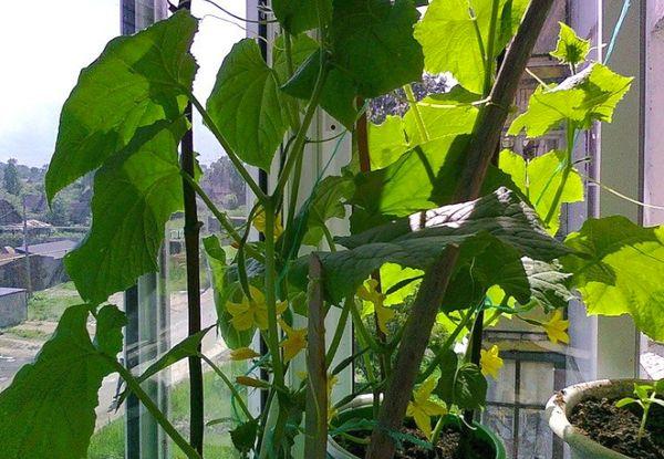 Les concombres ne mûrissent pas