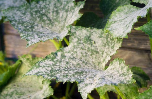 Maladies du concombre