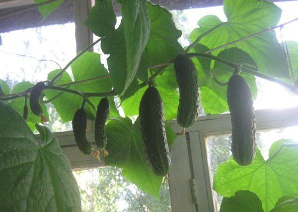 Concombres pour le rebord de la fenêtre