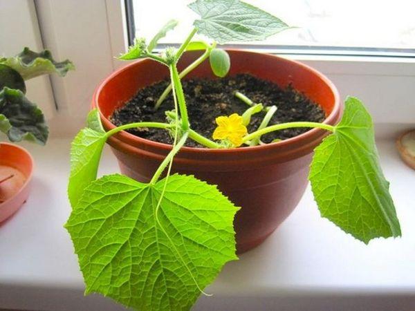 Les embryons deviennent jaunes