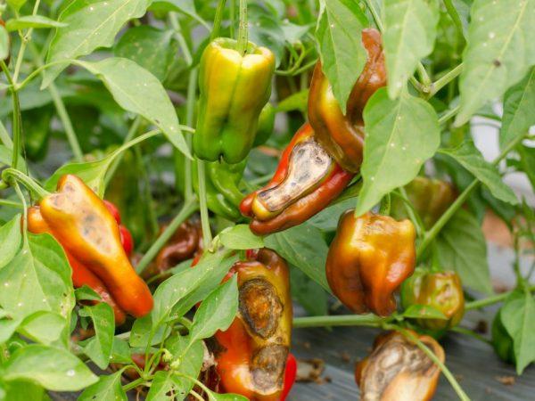 พริกกำลังเน่า