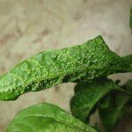 ตุ่มบนใบ