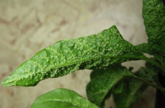 ตุ่มบนใบ