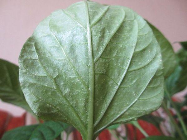 อาการบวมน้ำของพริก