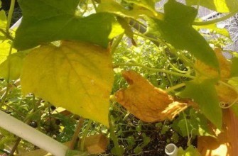 เส้นเลือดเปลี่ยนเป็นสีเหลือง