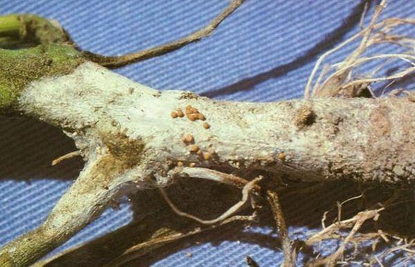 โรคเน่าสีเทา