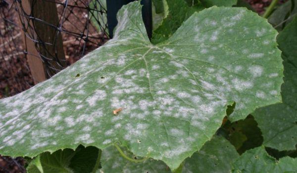 โรคราแป้ง