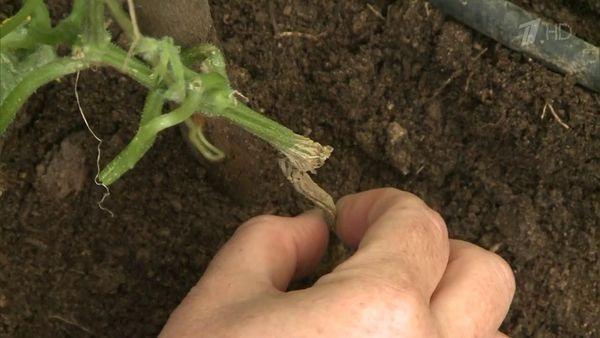 รากเน่า