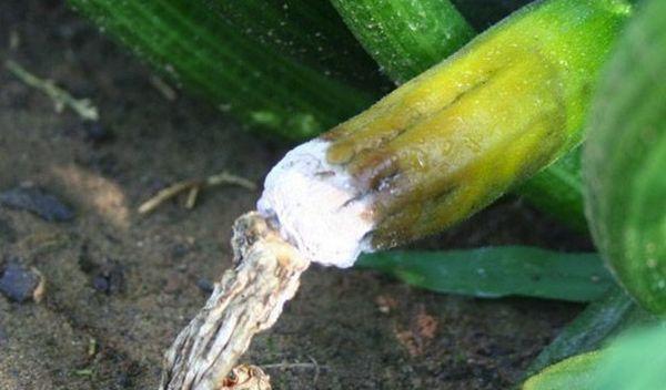 โรคเน่าขาว