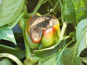 สาเหตุของโรคพริกในเรือนกระจก คำอธิบายและการรักษา