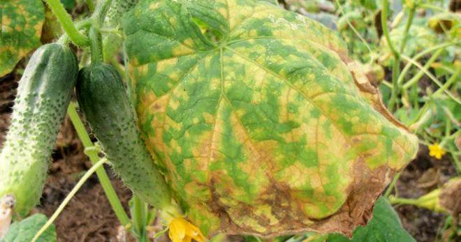 โรคแอนแทรคโนสของแตงกวา