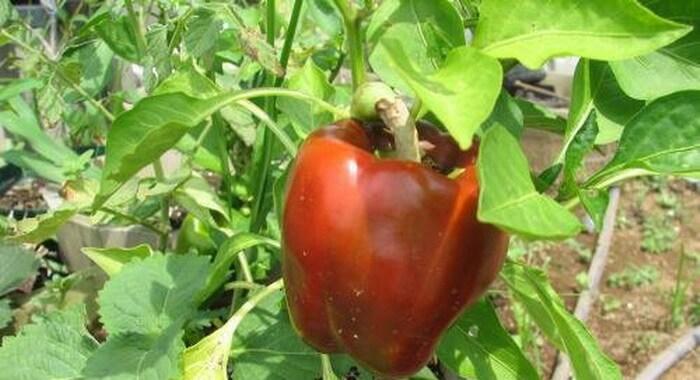 พริกราศีเมษ