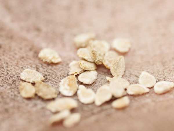 เมล็ดพริก