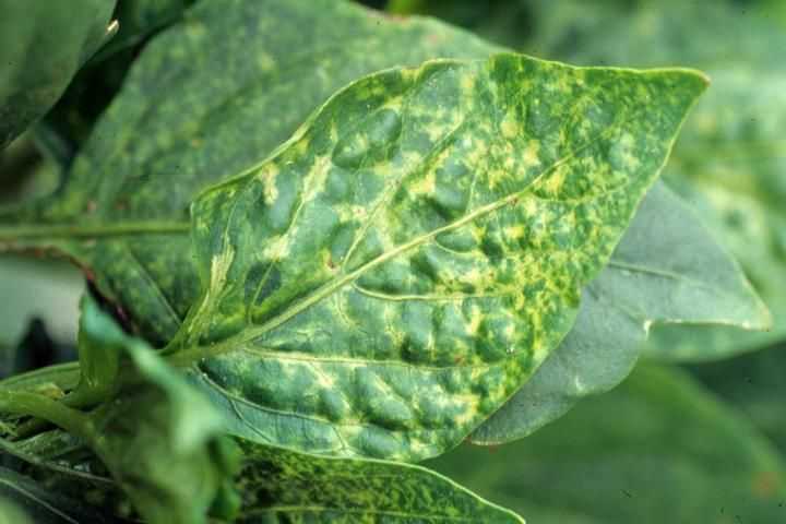 การบรอนซ์พริกไทย