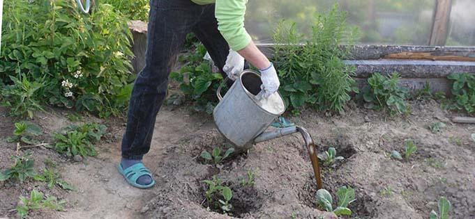 ยีสต์เป็นปุ๋ย