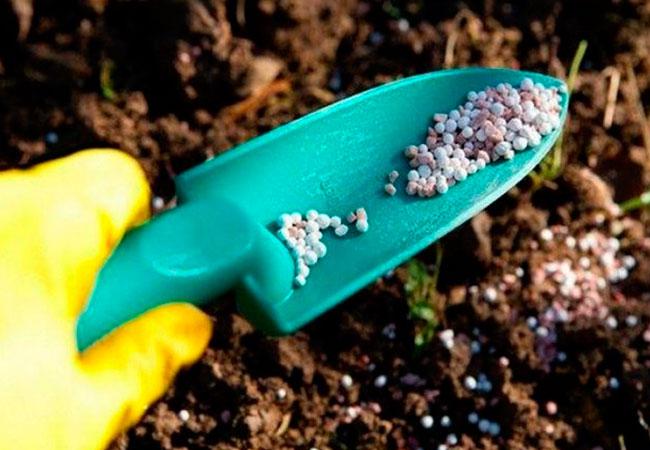 ปุ๋ยสำหรับแครอท