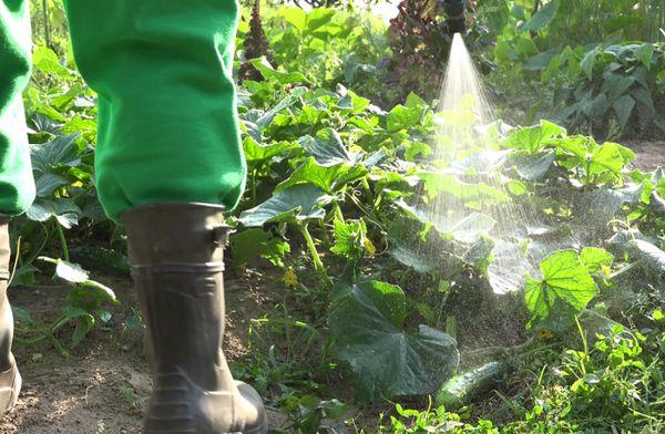 การให้อาหารทางใบ