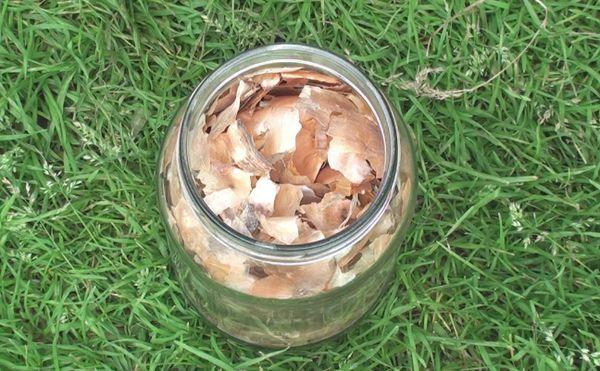 เปลือกหัวหอม