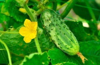 ดอกแตงกวา