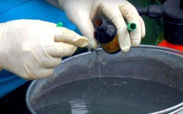 การให้อาหารด้วยไอโอดีน