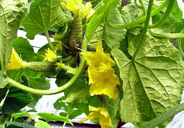 ต้นแตงกวา