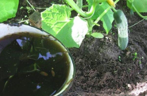 การใส่ปุ๋ย