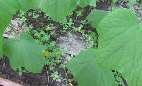 การให้อาหารด้วยขี้เถ้า