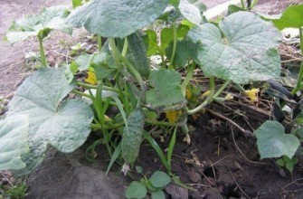 การติดผลของแตงกวา