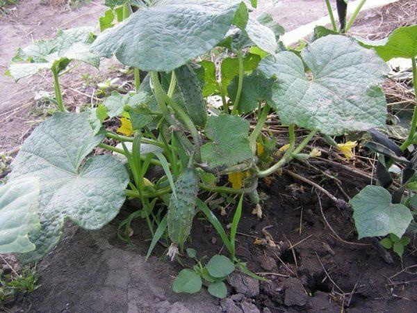 การติดผลของแตงกวา