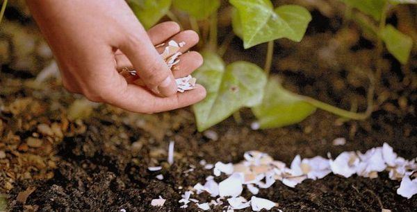 เปลือกไข่