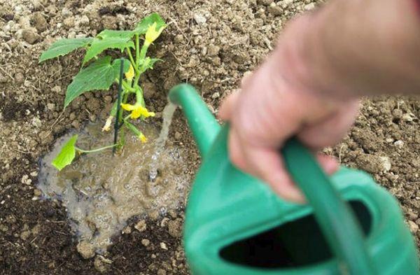 การใส่ปุ๋ยแตงกวา