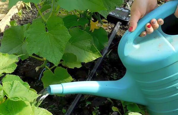 การใส่ปุ๋ย