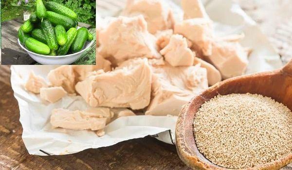 ยีสต์เป็นปุ๋ย