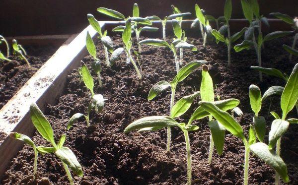 ปุ๋ยสำหรับพริก