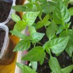 ดินสำหรับเพาะกล้าไม้