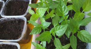 วิธีที่ดีที่สุดในการให้อาหารพริกหลังจากปลูกในเรือนกระจกคืออะไร? ควรใช้ปุ๋ยชนิดใดและเมื่อใด?