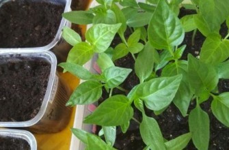 ดินสำหรับเพาะกล้าไม้