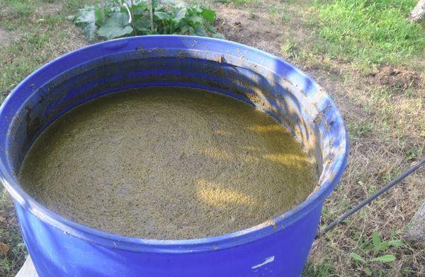 หญ้าคาวตองสำหรับพริก