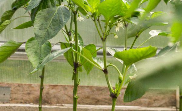 การขึ้นรูปพริก