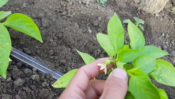 การบีบพริก