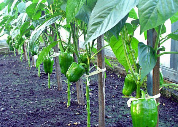 พริกในเรือนกระจก