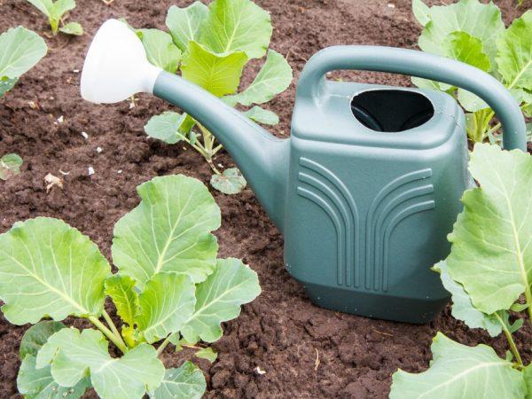 การรดน้ำกะหล่ำปลี