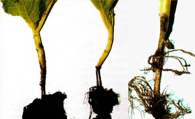 โรคต้นกล้า