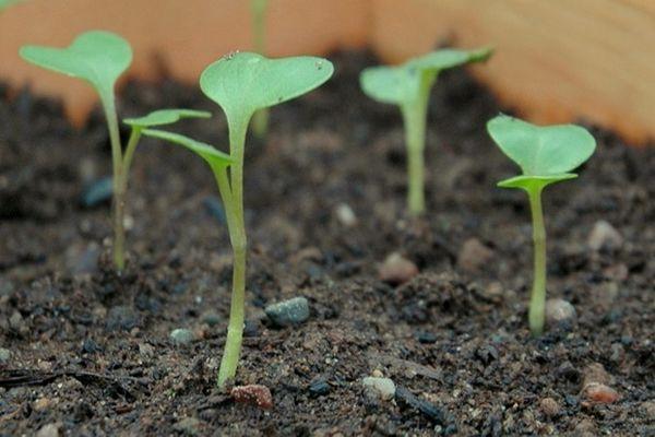 ต้นกล้ากะหล่ำปลี